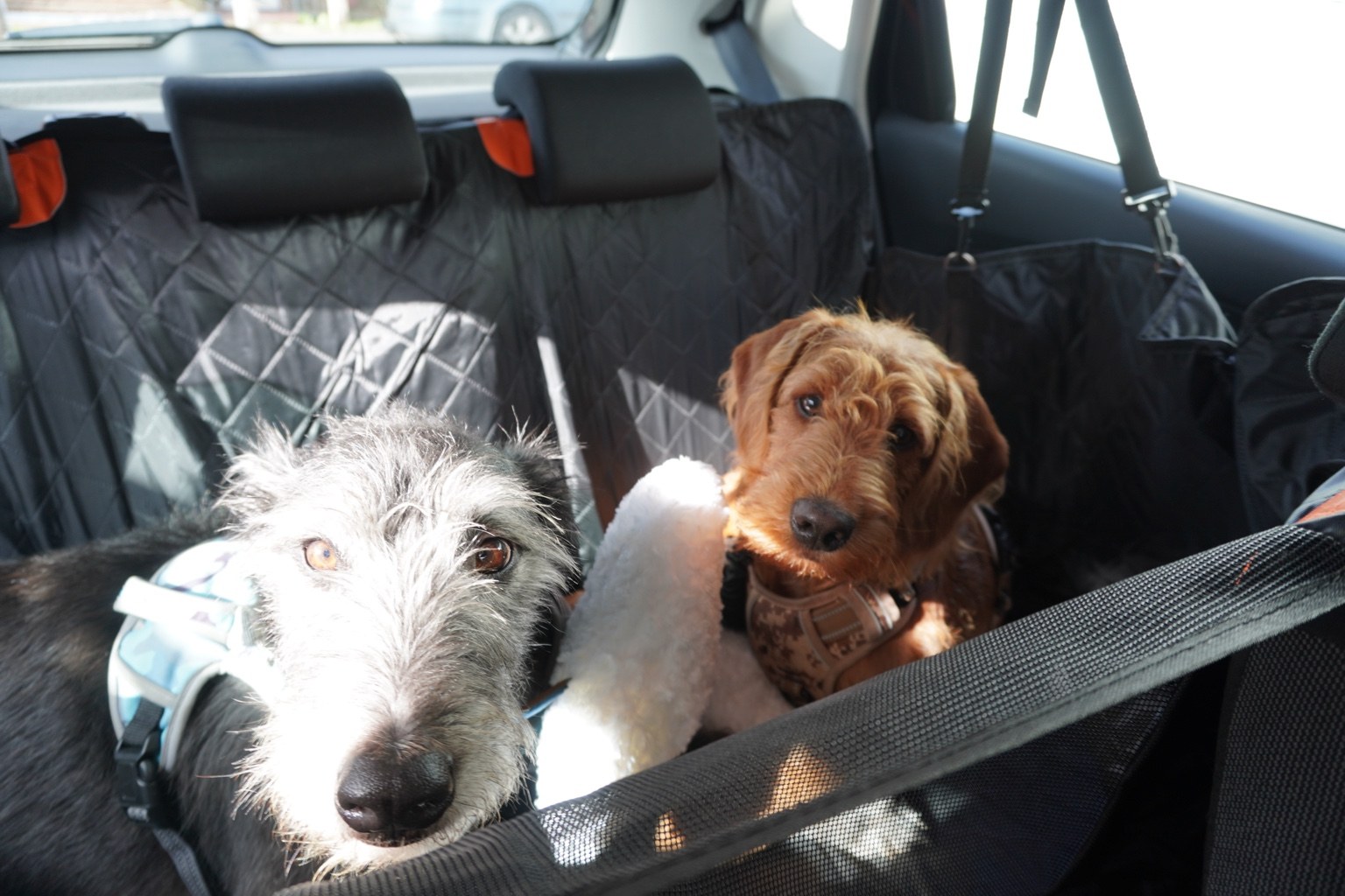 Two dogs secured in the car for transport