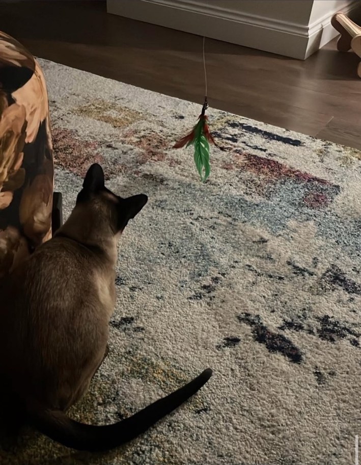 Play and enrichment during a drop-in visit