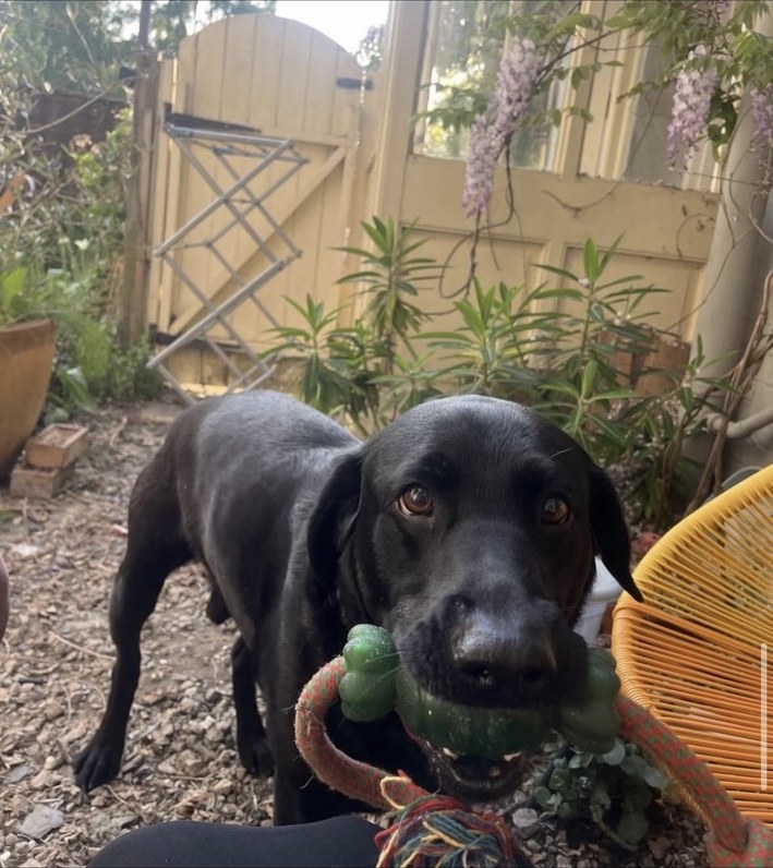 A dog enjoying companionship during a visit
