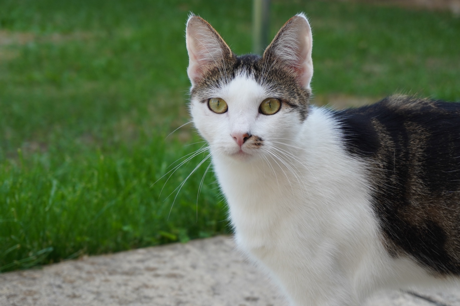 A white cat during a home visit