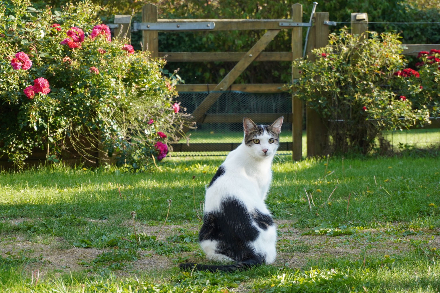 A cat relaxing during a home visit