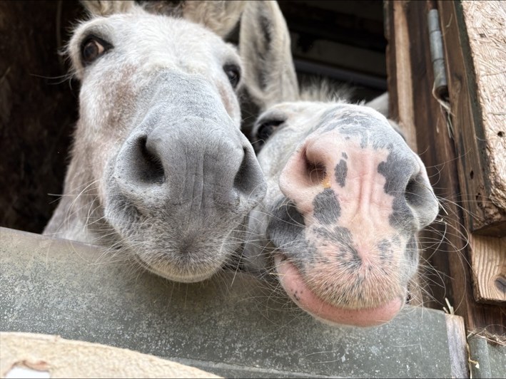 Donkeys in my care
