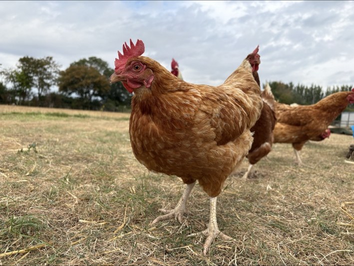 Poultry care