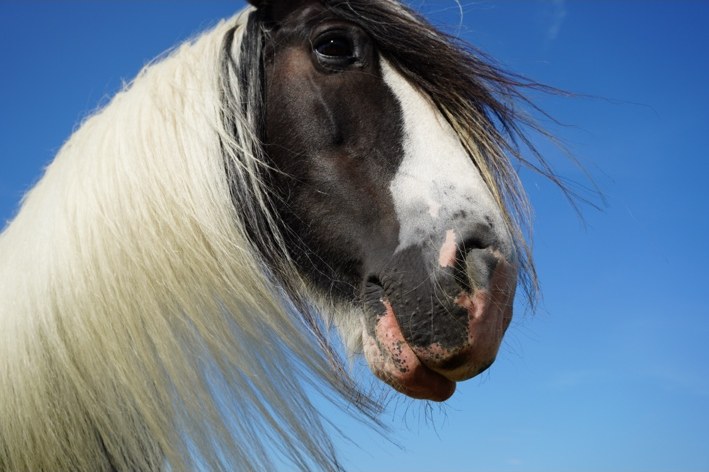Horse care