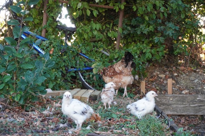 Young poultry in my care