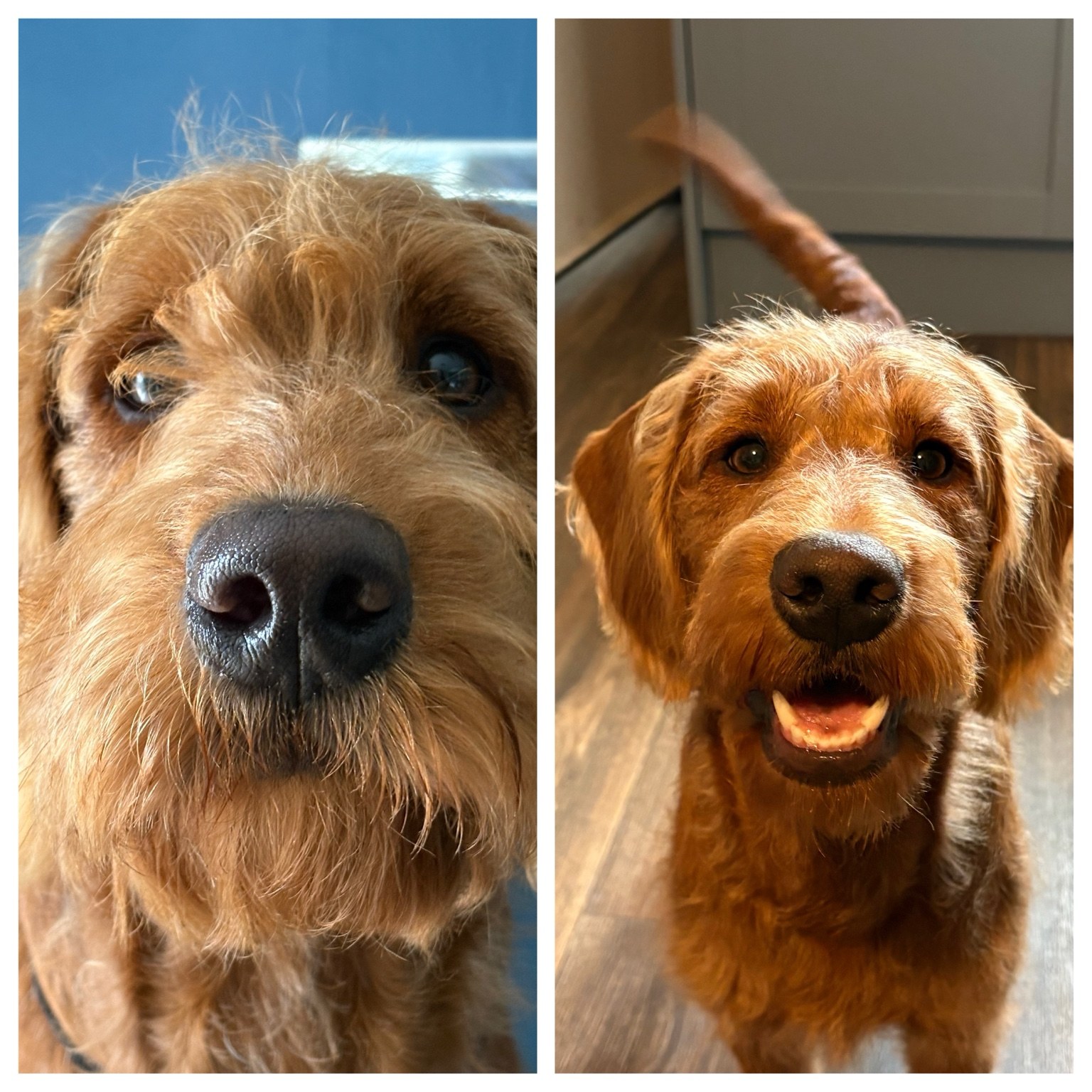 Ginger dog during a grooming session