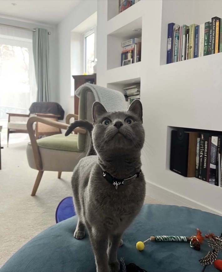 A cat relaxing at home