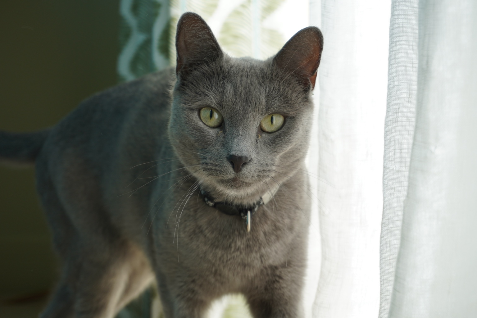 A grey cat being cared for at home