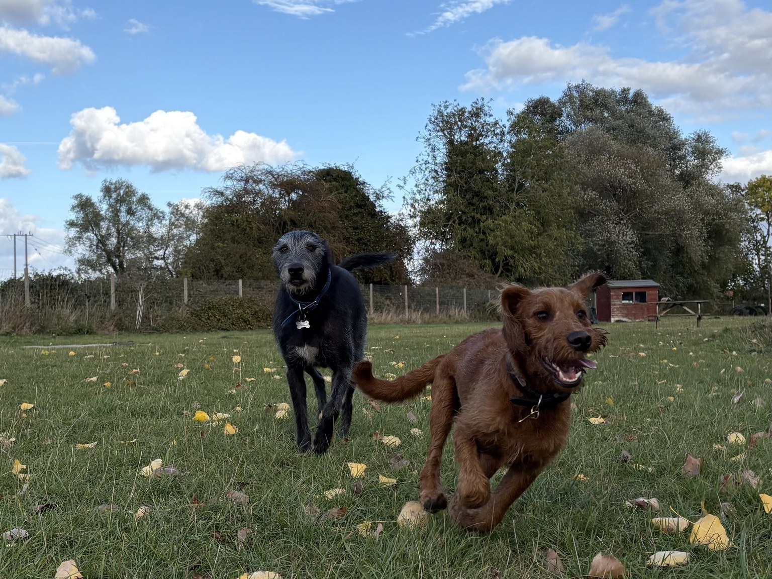 Two dogs playing together outdoors