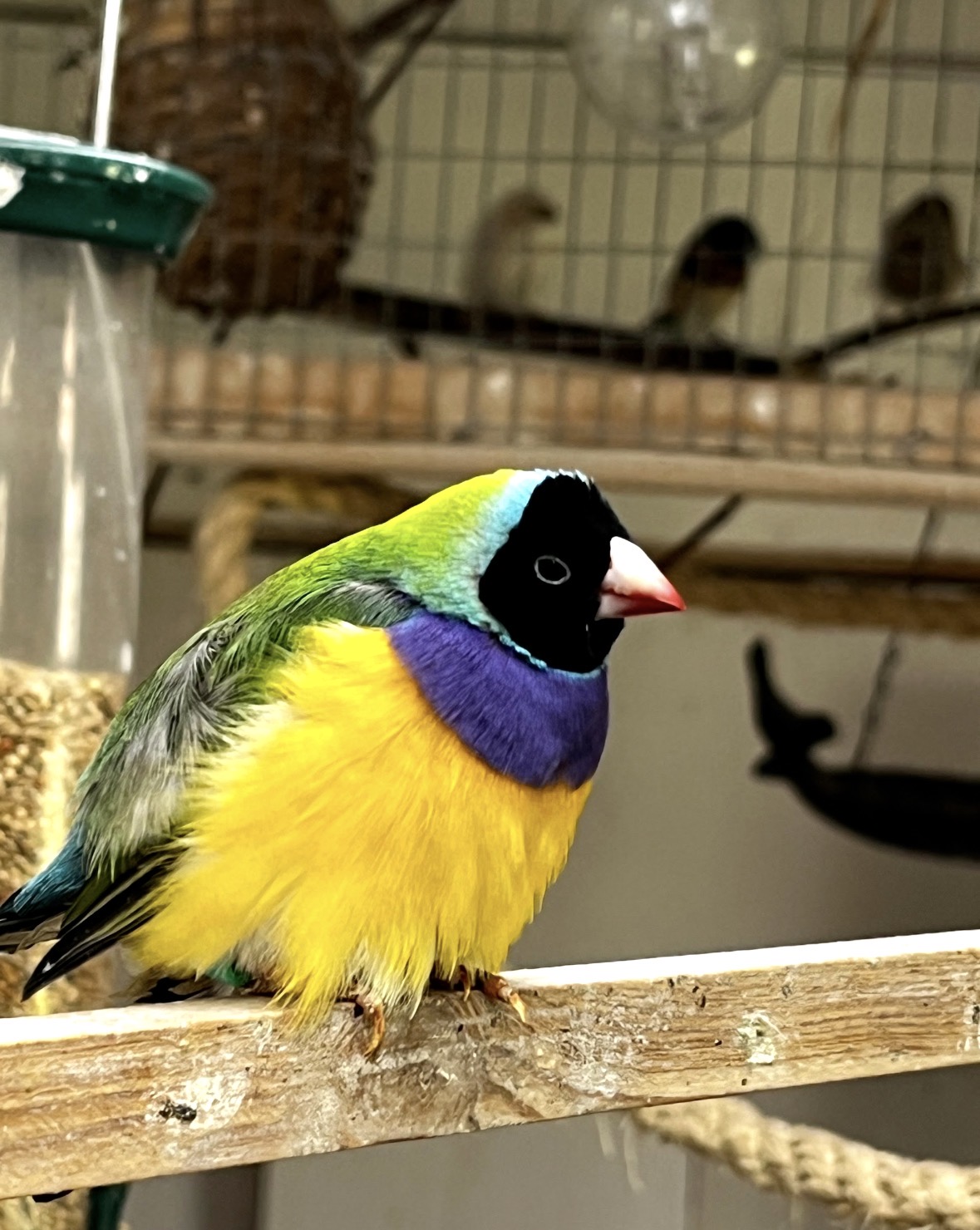 Bird care