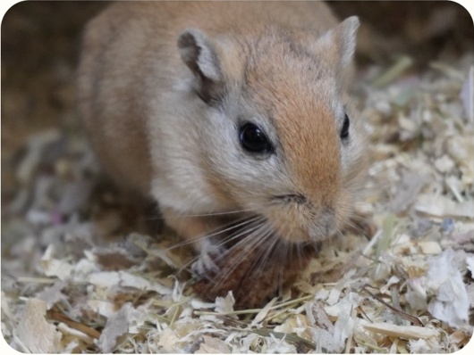 A gerbil enjoying a treat