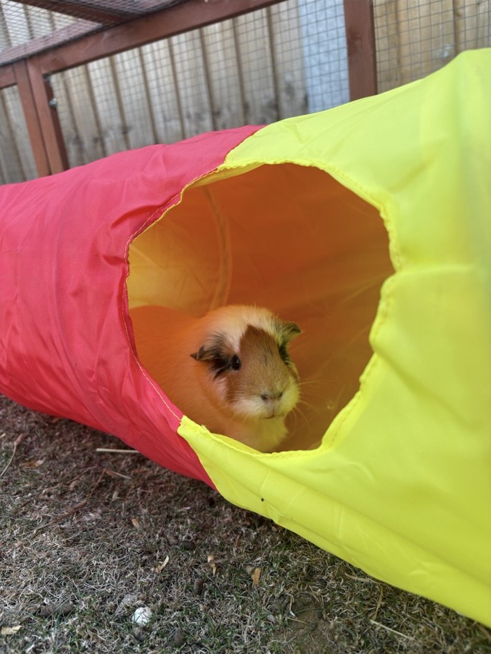 Guinea pig care