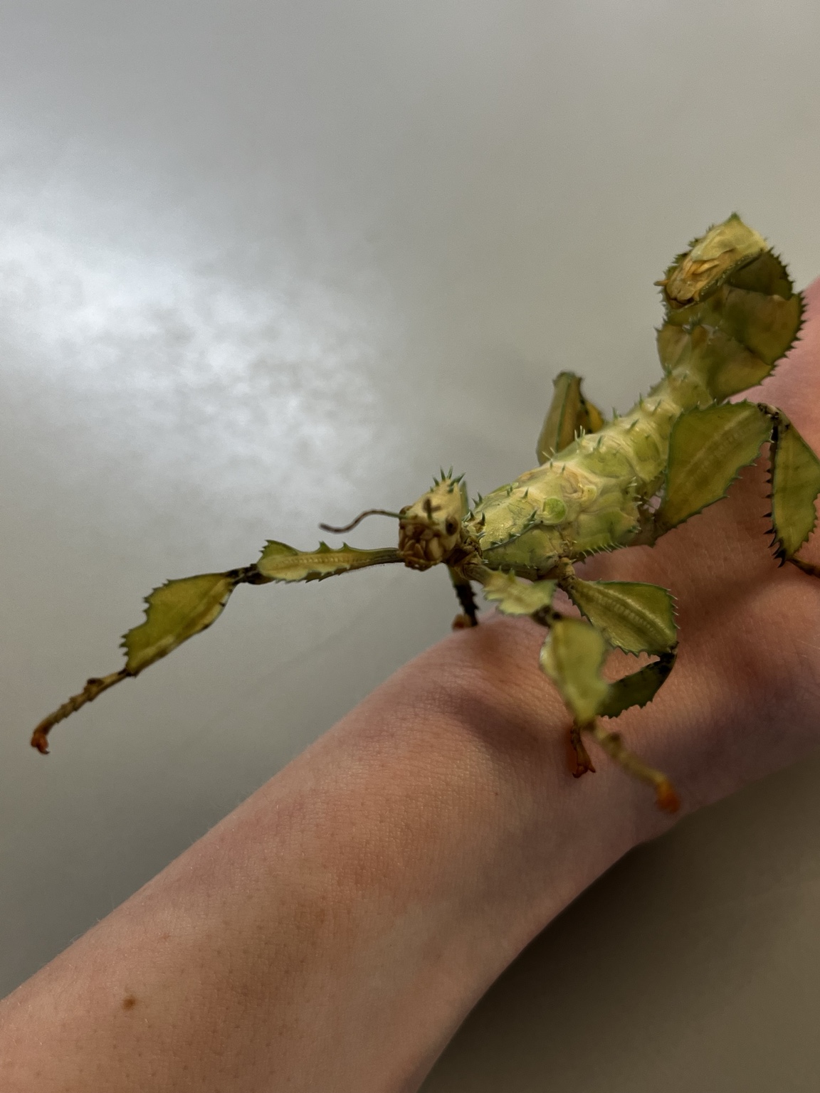 Insect care