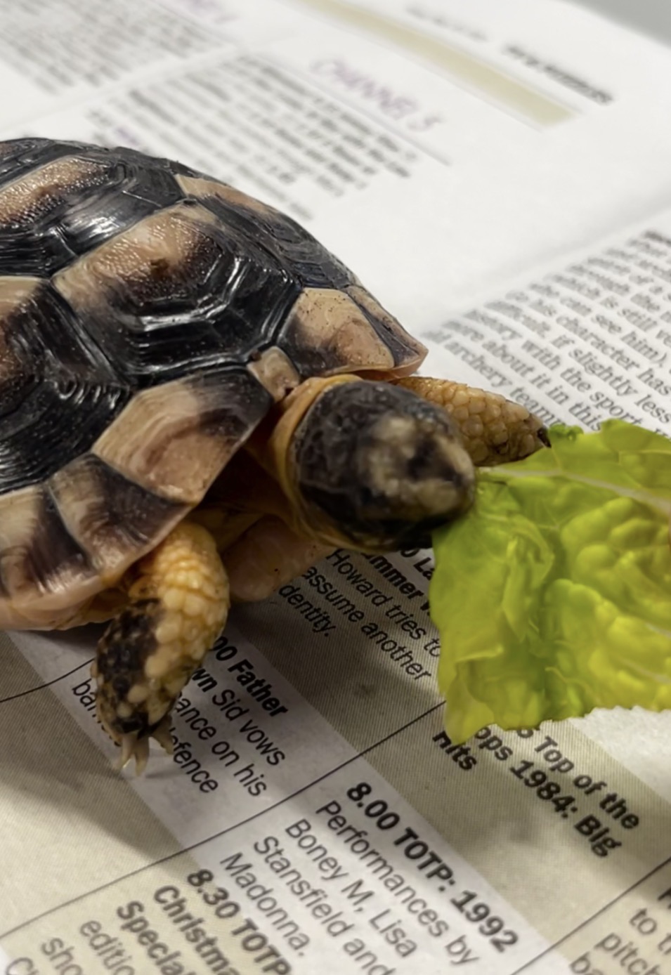 Tortoise care