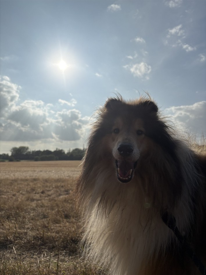 A dog on a field walk