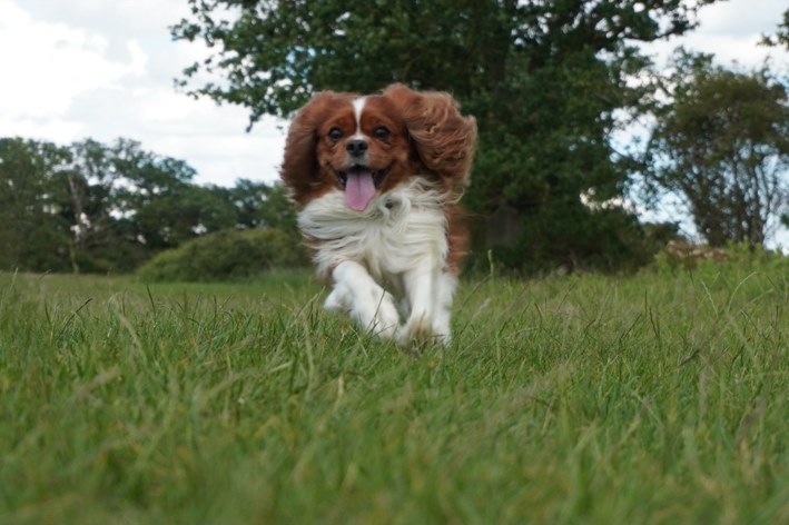 A dog running happily in a field