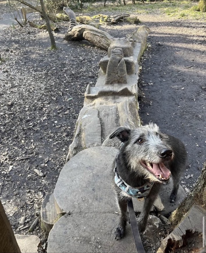A dog enjoying a woodland walk