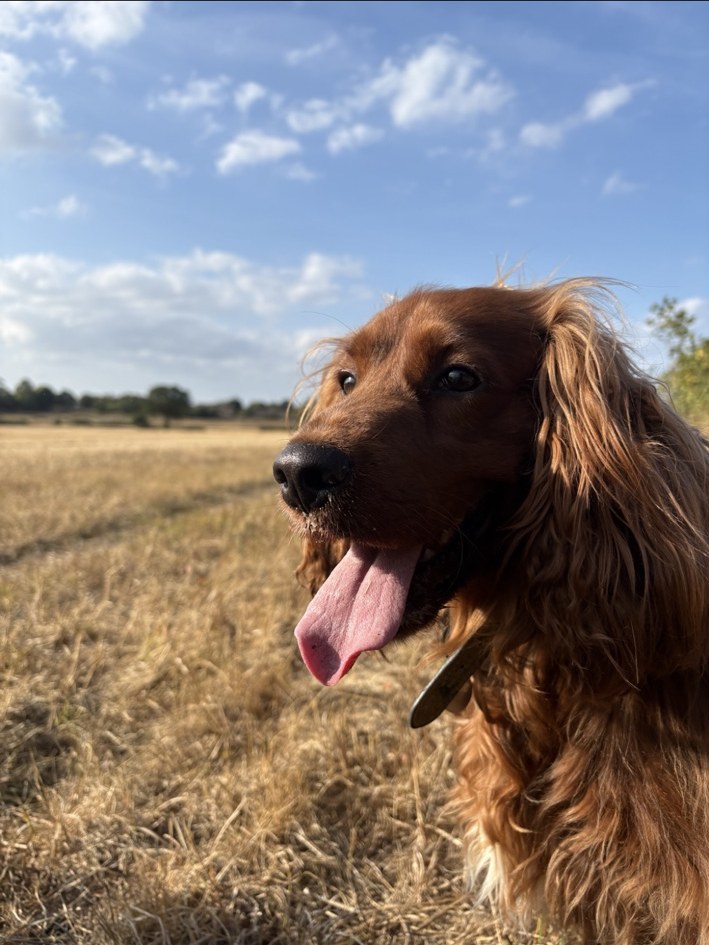 A dog out on a countryside walk