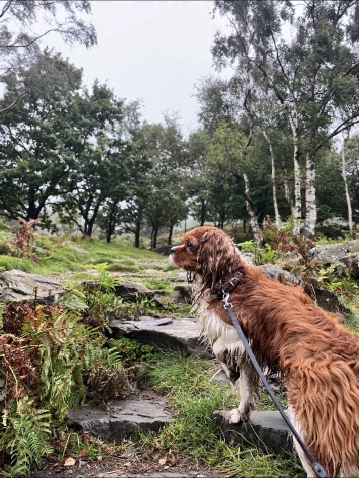 A woodland walk
